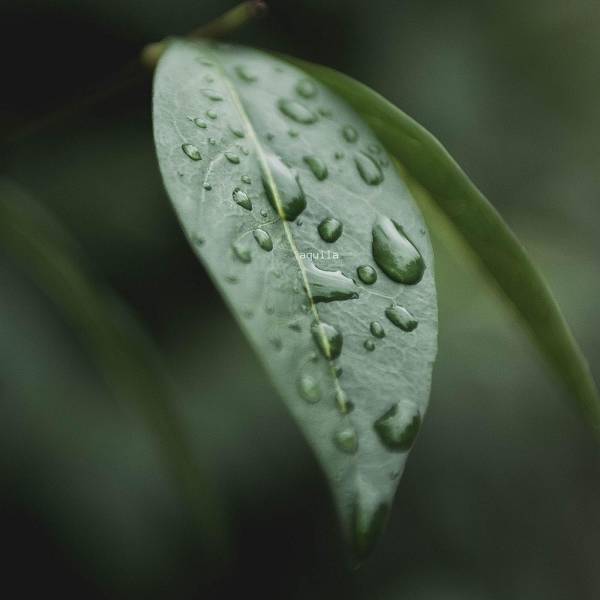 Liam Thomas - Aquila